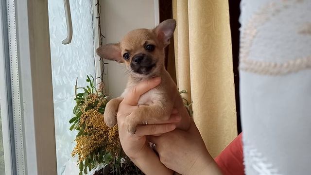 КРАСИВОМУ МАЛЬЧИКУ 46 ДНЕЙ. смотреть онлайн