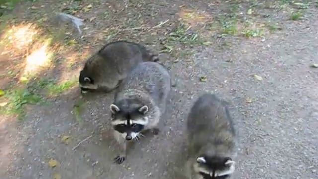 Еноты в парке Стенли смотреть онлайн