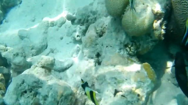 Snorkeling in Maldives - Kagi Island смотреть онлайн
