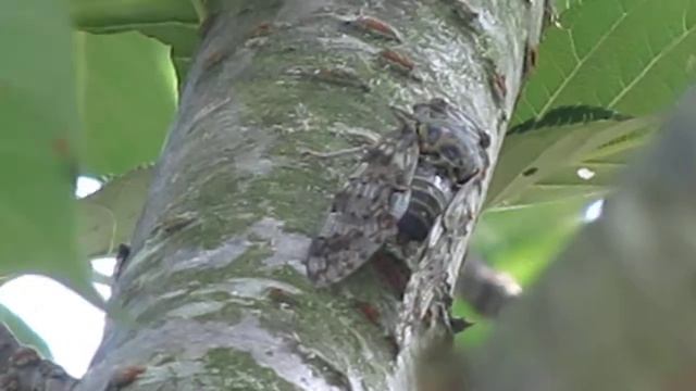 ニイニイゼミ смотреть онлайн