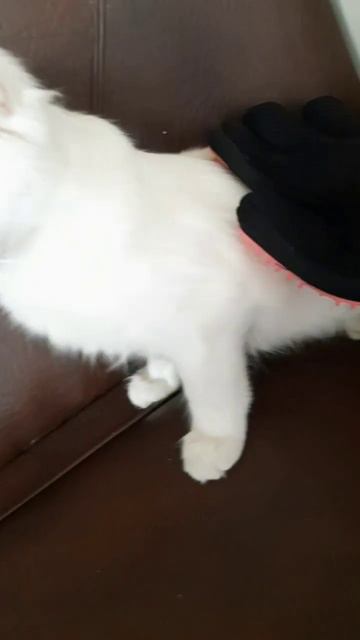 Устал от шерсти? Забудь о проблеме с перчаткой для вычёсывания! 89529619979 Наталья #котики #собака смотреть онлайн