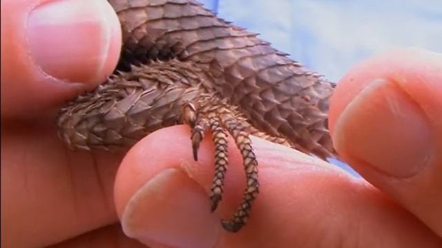 Reptile - Lizard: Crevice Spiny Lizard смотреть онлайн