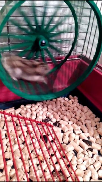 Джунгарский хомяк - Буся смотреть онлайн