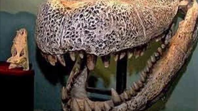 Prehistoric Relics: Purussaurus Brasiliensis