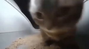 чипи чипи чапа чапа дуби дуби 1 час