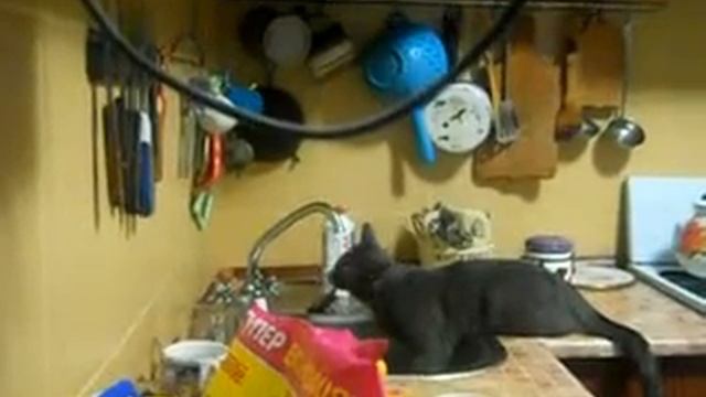 Кот пьет воду из крана (cats funny) смотреть онлайн