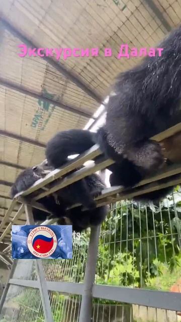 Живу во Вьетнаме.