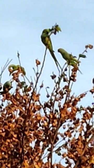nature lover #tree #animals #tree #morning #motivation #birds #song #nature #natural #india #parrot смотреть онлайн