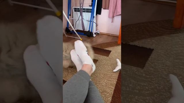 Кусака собака смотреть онлайн