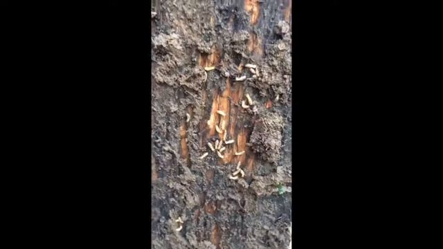 Southern WV Inspections - Live Termites 2 смотреть онлайн
