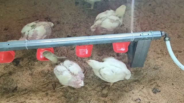 Как дела у Люськи? Ниппельная поилка для бройлеров. Вес бройлера в 20 дней. 24 ноября 2021 г.