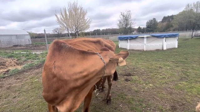 Корова развратница! Джерси Люся в Охоте или НА ОХОТЕ? смотреть онлайн