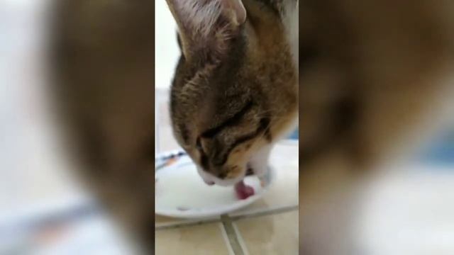 Как кошка пьет молоко🐱 смотреть онлайн