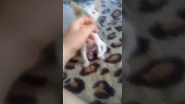 Кот Йода сфинкс смотреть онлайн