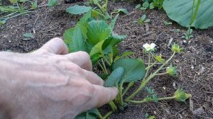 Клубника из семян зацвела. Сколько времени от посева до ягод?