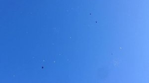 Пермские высоколетные голуби