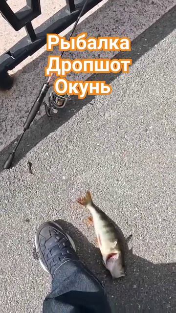 Рыбалка Окунь клюет дропшот #санктпетербург #рыбалка #клюет #окунь #2024 # смотреть онлайн