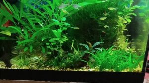 аквариумный интерес