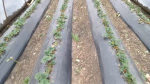 Начало клубничного сезона в Краснодарском крае