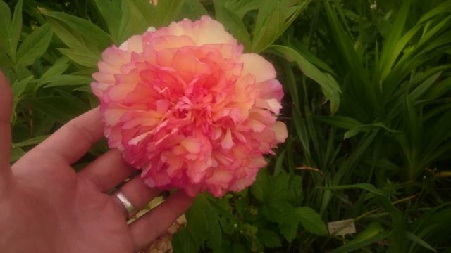 Paeonia Surprise смотреть онлайн