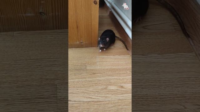 Утренний партизан🤣🤣✌ Крысы дамбо❤🔥❤🔥 смотреть онлайн