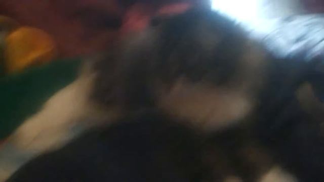 Сима и кравать 2 смотреть онлайн