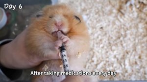 my hamster is sick.