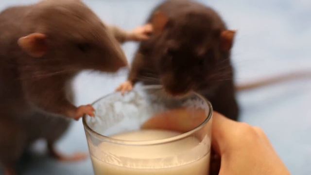 Викинги и кефирчик смотреть онлайн