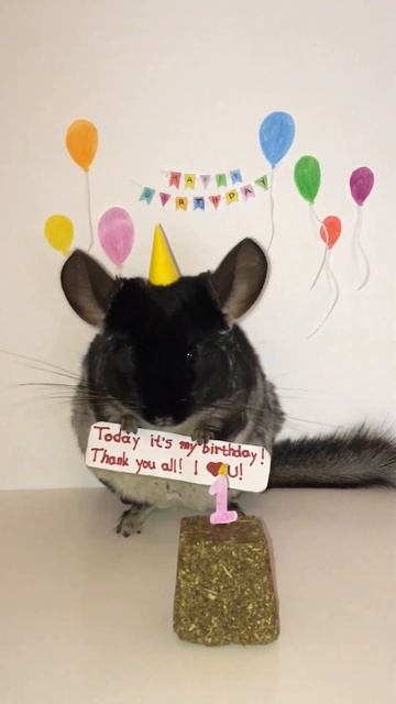 How chinchilla has birthday party 🥰🎁 🎂 #chinchilla #cute #funny #viral #shorts #pets смотреть онлайн