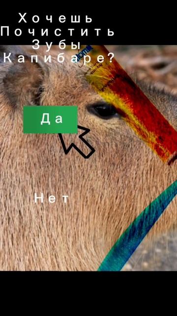 #капибара вопрос капибаре. смотреть онлайн