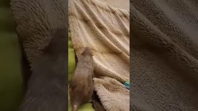 Крыса дома.🐀 смотреть онлайн