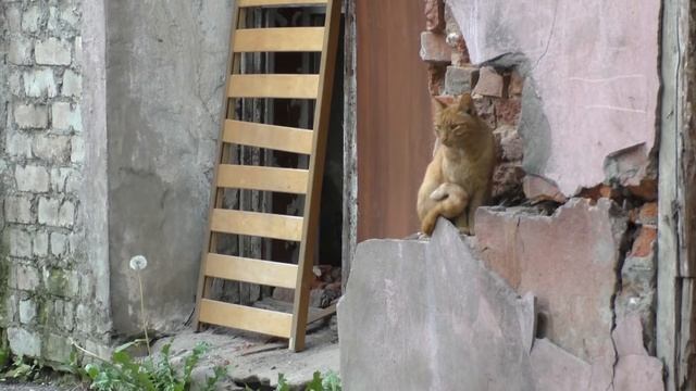 Кошка смотреть онлайн