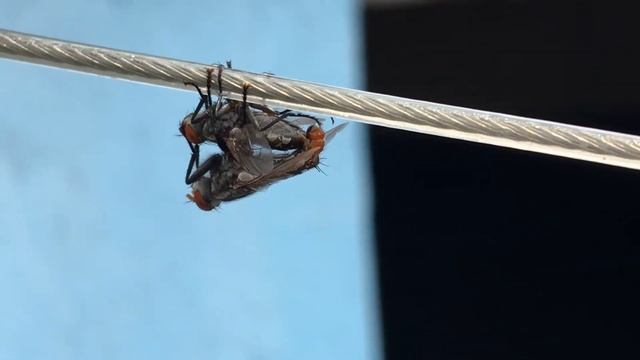 Mosca cruzando смотреть онлайн