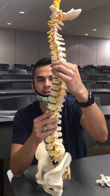 Vertebral column смотреть онлайн