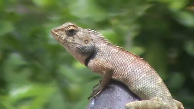 Ящерица смотреть онлайн