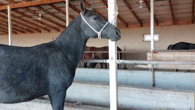 Тай сатылат бир жарым жаш Тел:+996508711111 Дареги Кербен баасы 88 мин. смотреть онлайн