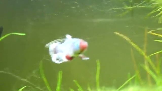 nothobranchius eggersi blue смотреть онлайн