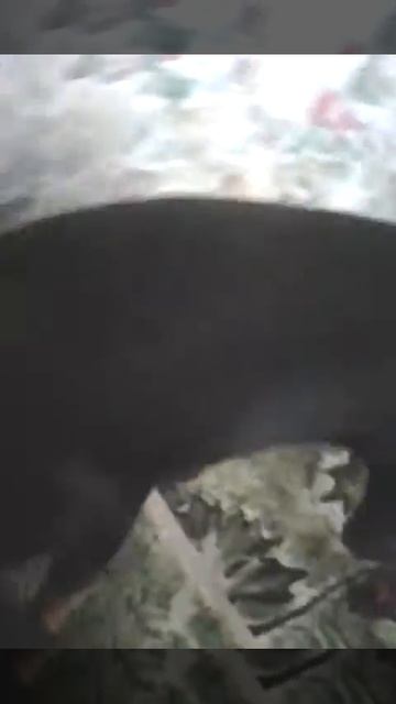 Пёсик смотреть онлайн