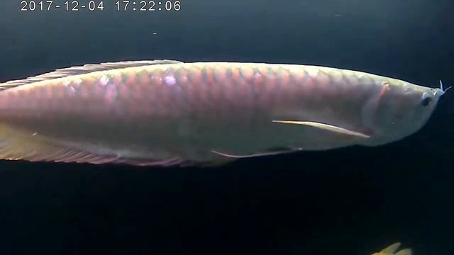 Potamotrygon смотреть онлайн