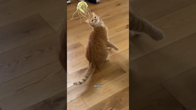 he was LOST 😭 #cats #comedy смотреть онлайн