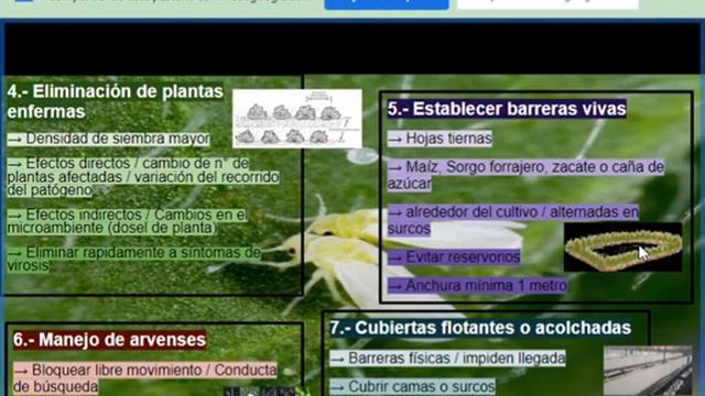 Artículo21 Manejo integrado de mosca blanca de Laura Ortega Arenas смотреть онлайн
