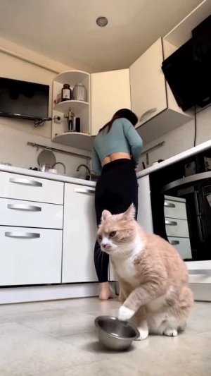 Кот стучит миской и просит есть!Give me food or i will do this 😂😂SUBSCRIBE!🙏