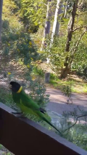 Calling bird to come but he just ignored me😀 смотреть онлайн