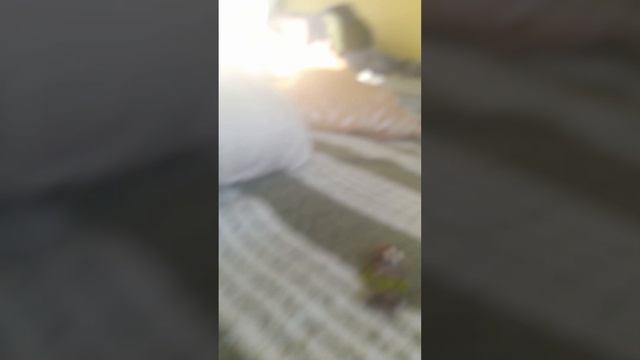 проверка на вши часть 2 смотреть онлайн