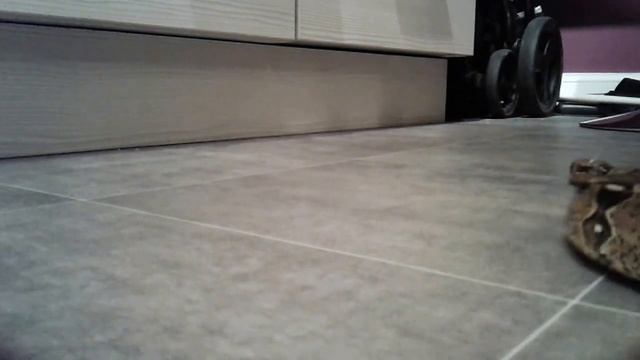 New Camera - Boa Constrictor смотреть онлайн