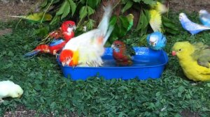 Попугаи купаются / Parrots