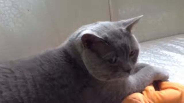 Агент Пёс #1 смотреть онлайн