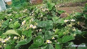 Листья у клубники чернеют и гниют. Что с этим делать?