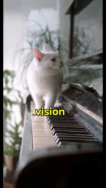 Why cats have reptile eyes 😱 смотреть онлайн