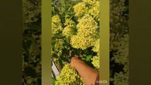 Обзор гортензии Жемчужина Фестиваля (Pearle de Festival) у меня в саду.